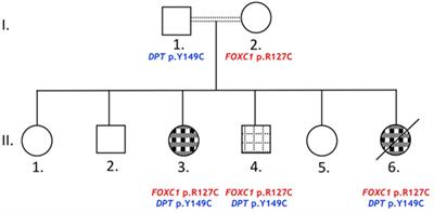 A Novel Mutation in FOXC1 in a Lebanese Family with Congenital Heart Disease and Anterior Segment Dysgenesis: Potential Roles for NFATC1 and DPT in the Phenotypic Variations